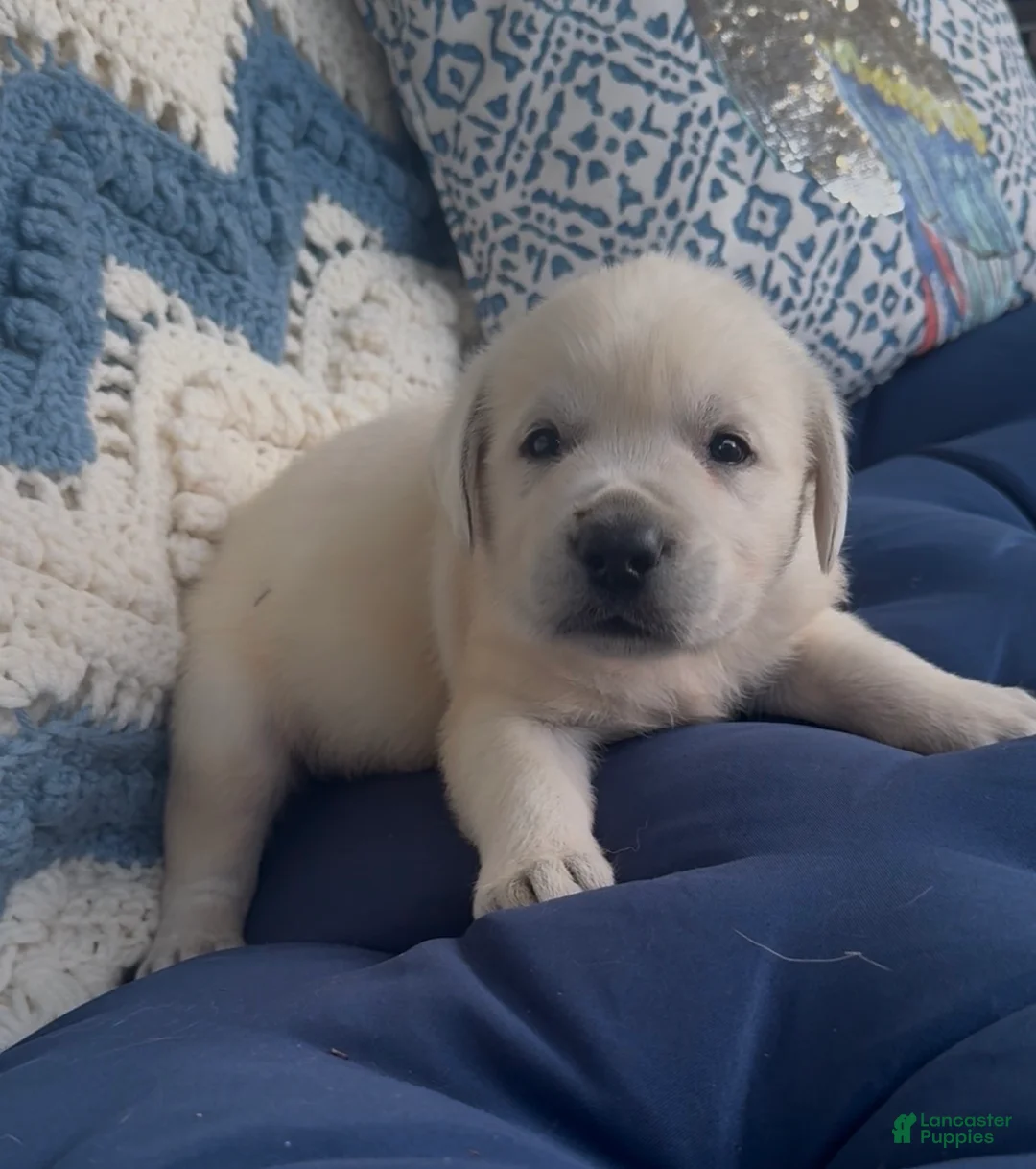 Labrador Retriever dogs for sale: Labrador Retriever 2 - Ad 1