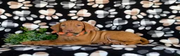 Vizsla dogs for sale: Walden  - Ad 5