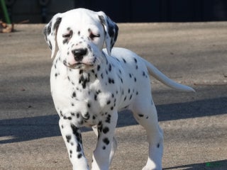 Dalmatian dogs Twinkie - Ad 5