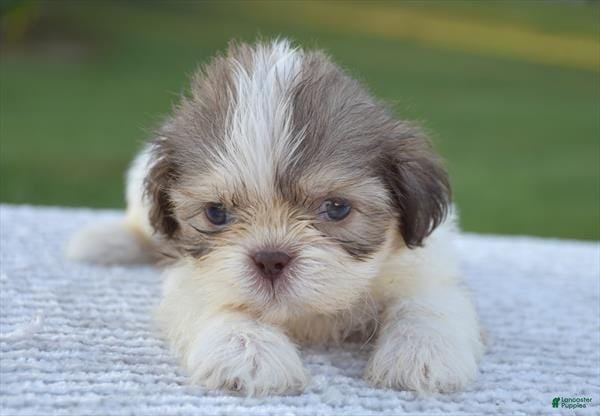 Shih Tzu dogs for sale: Frank - Ad 21