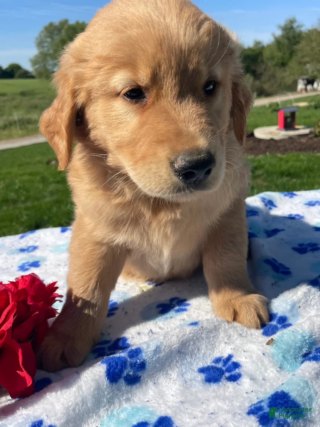 Golden Retriever dogs for sale: Rocky - Ad 3