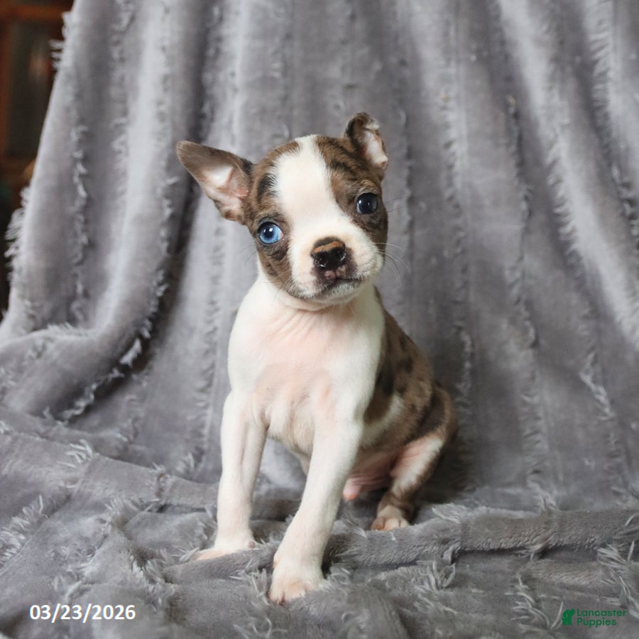Boston Terrier dogs Rover - Ad 1