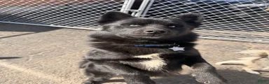 Pomsky Puppy 2