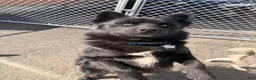 Pomsky dogs for sale: Pomsky Puppy 2 - Ad 1