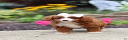 Cavapoo dogs for sale: Ellie - Ad 8