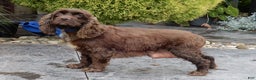 Cockapoo dogs for sale: Alice - Ad 7