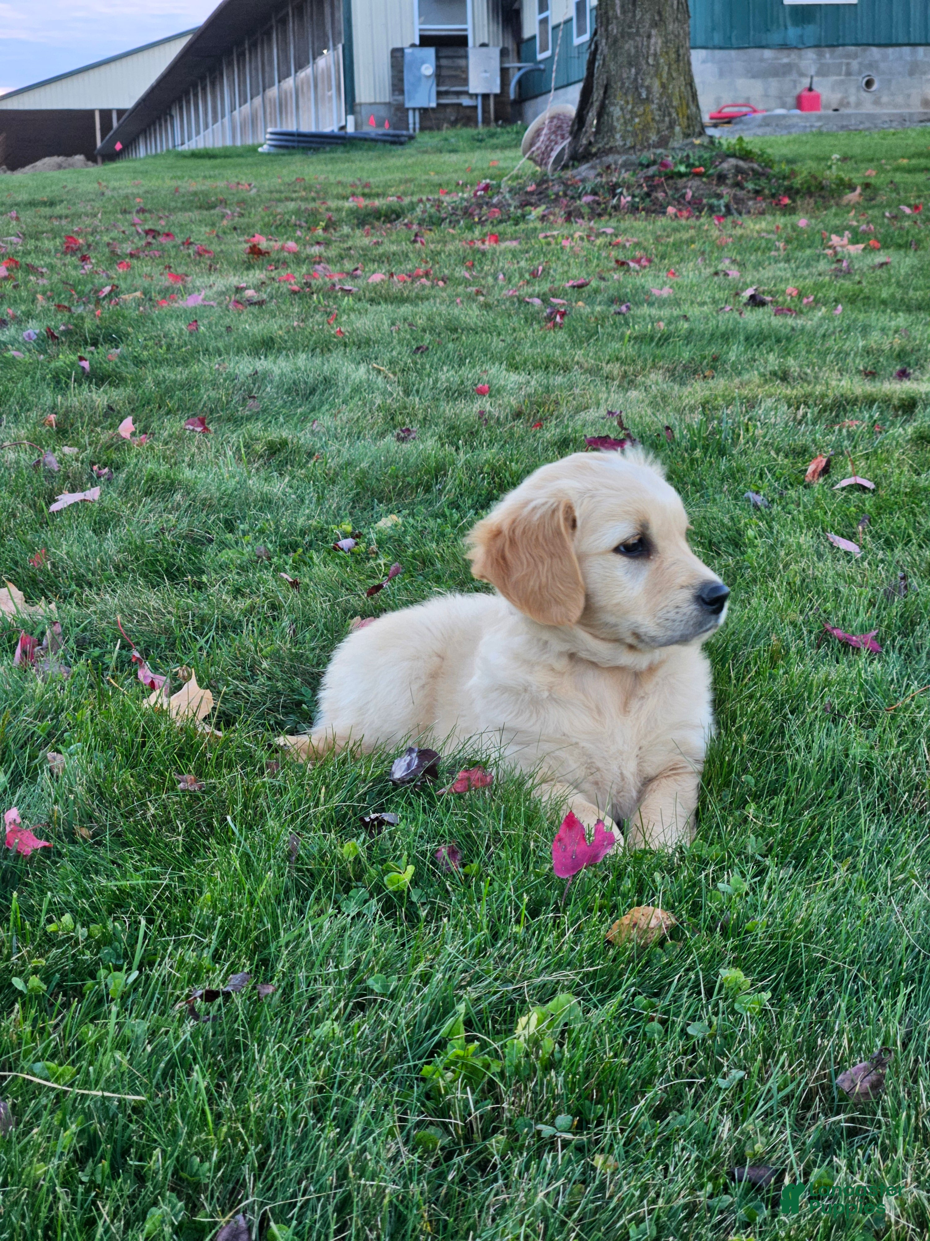 Golden Retriever dogs Willow - Ad 2