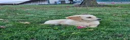 Golden Retriever dogs for sale: Willow - Ad 2