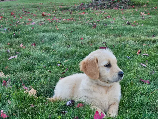 Golden Retriever dogs for sale: Willow - Ad 2