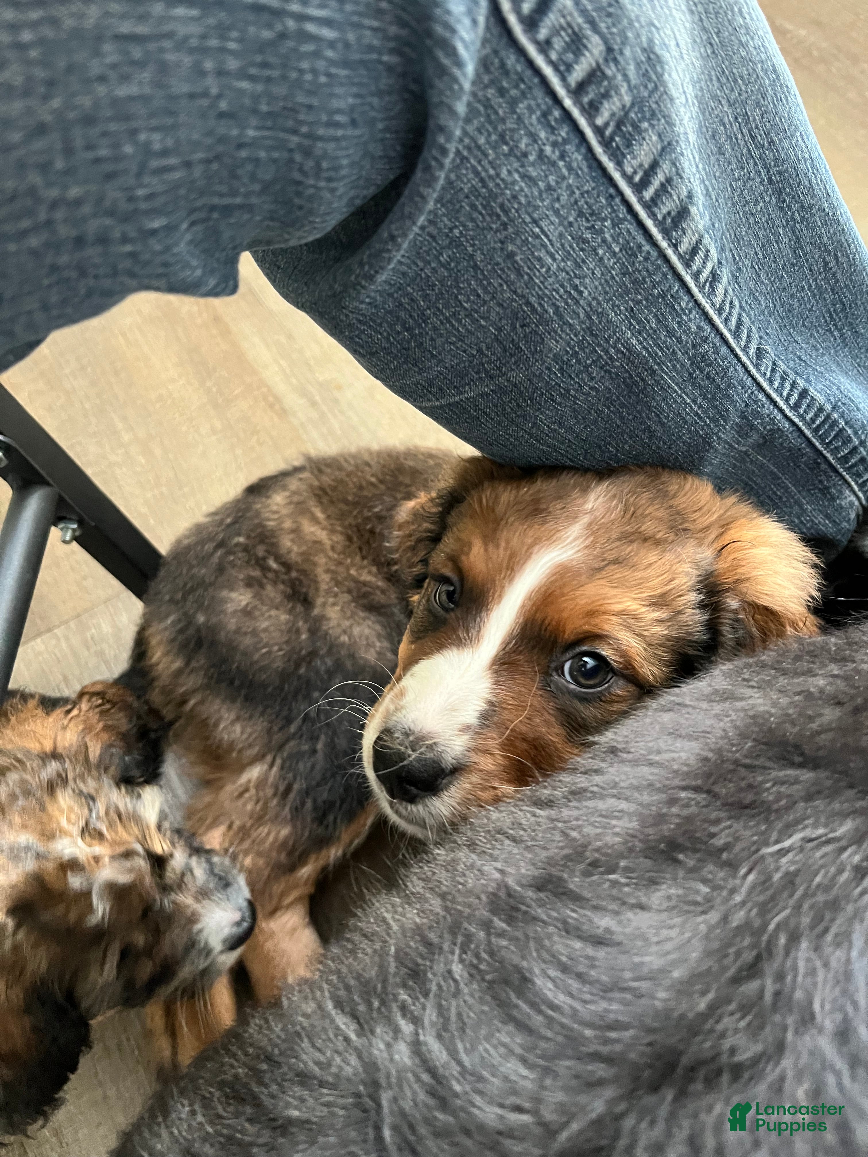 Bernedoodle dogs  Becca  - Ad 1