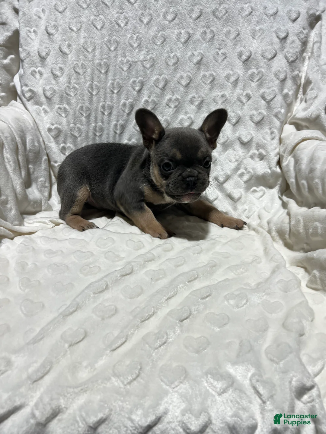 French Bulldog dogs for sale: French Bulldog Puppy 4 - Ad 5
