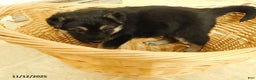 German Shepherd dogs for sale: Truffles - Ad 5