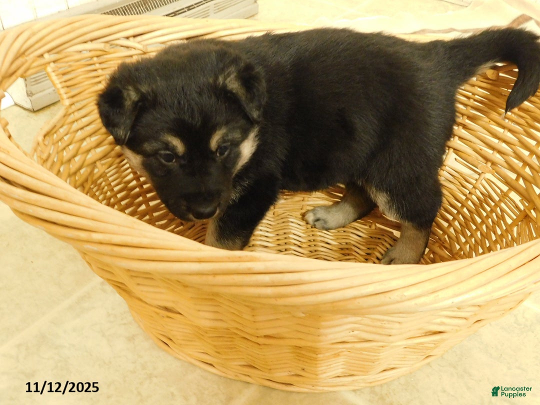 German Shepherd dogs for sale: Truffles - Ad 5