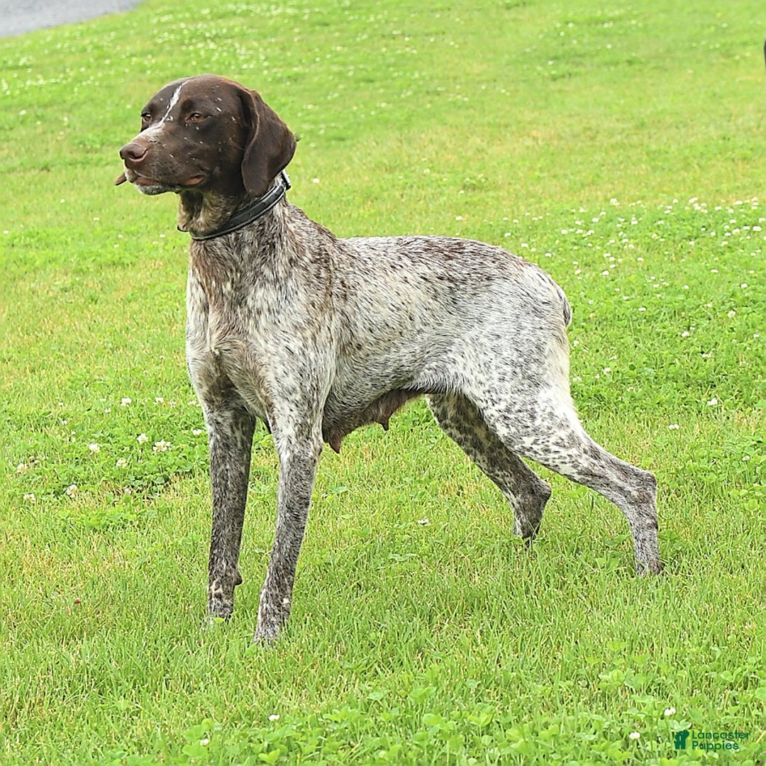 German Shorthaired Pointer dogs for sale: Dixie - Ad 6