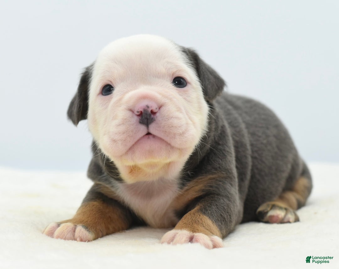 Mixed Breed dogs for sale: Macho blue mini  - Ad 11