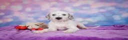 Mixed Breed dogs for sale: Rex - Ad 4