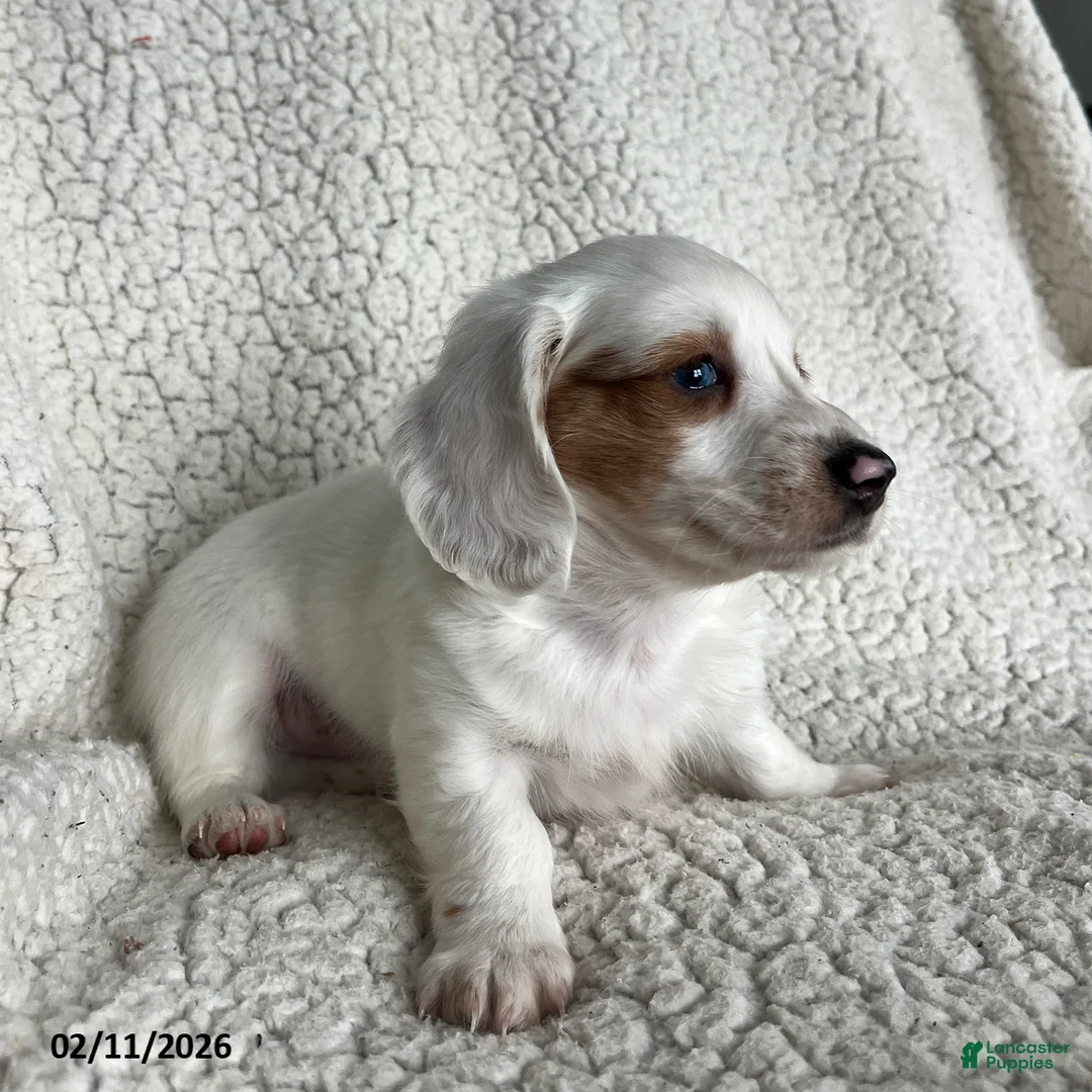 Miniature Dachshund dogs for sale: Snowflake Special Needs - Ad 5
