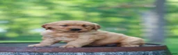 Golden Retriever dogs for sale: Blossom - Ad 6