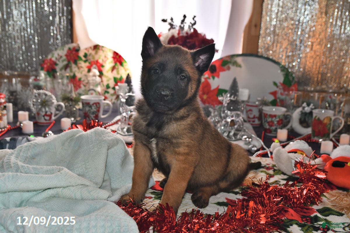 Belgian Malinois dogs Rex - Ad 11
