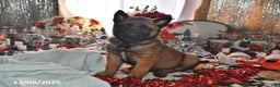 Belgian Malinois dogs for sale: Rex - Ad 1