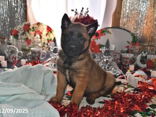 Belgian Malinois dogs Rex - Ad 18
