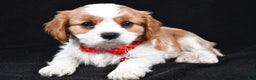 Cavalier King Charles Spaniel dogs for sale: Flash - Ad 1