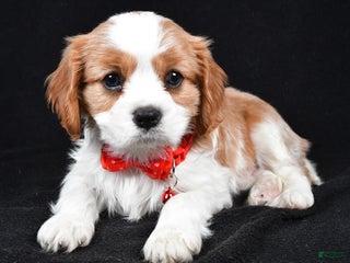 Cavalier King Charles Spaniel dogs Flash - Ad 8