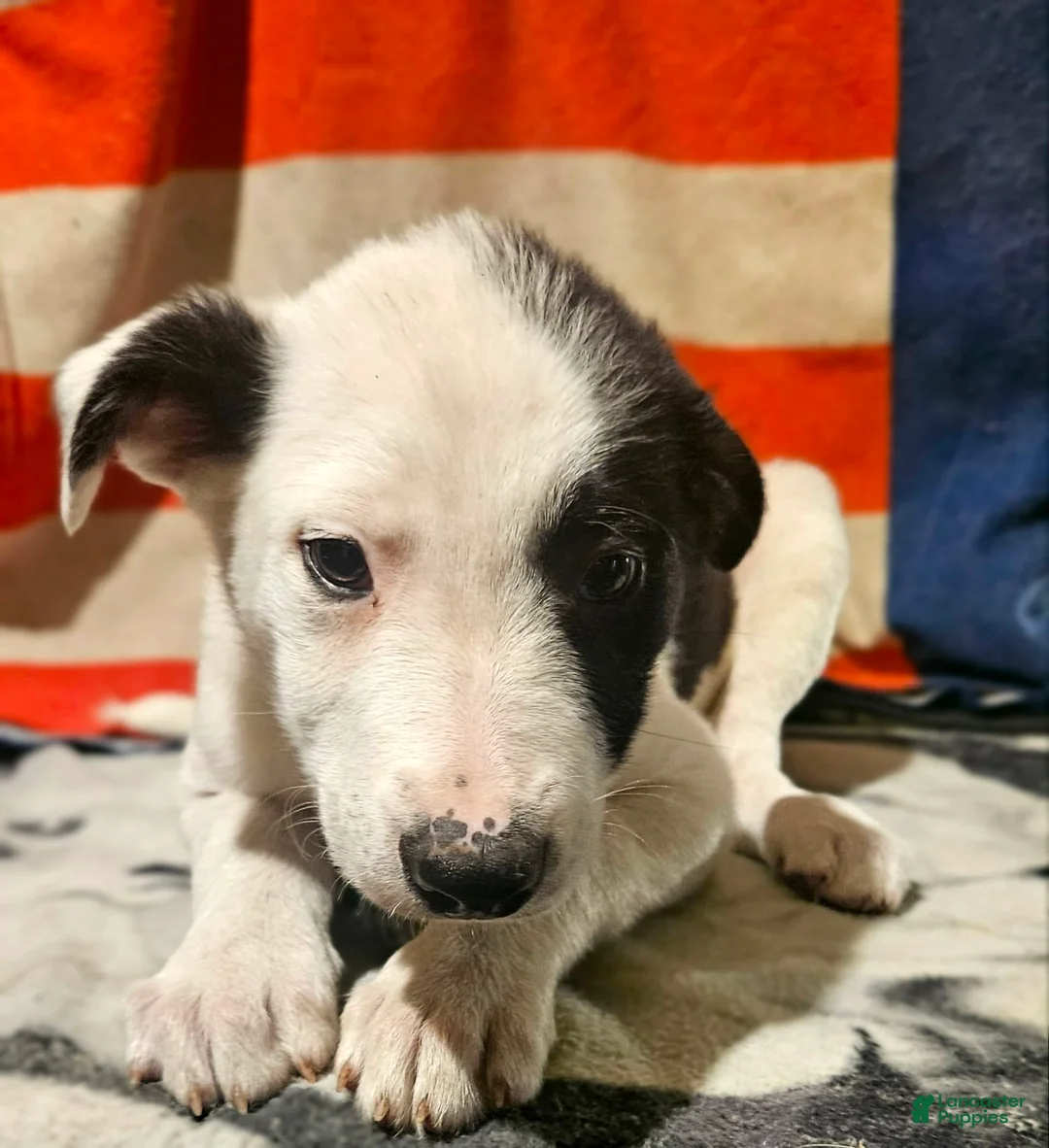 Border Collie dogs for sale: I-dog - Ad 10