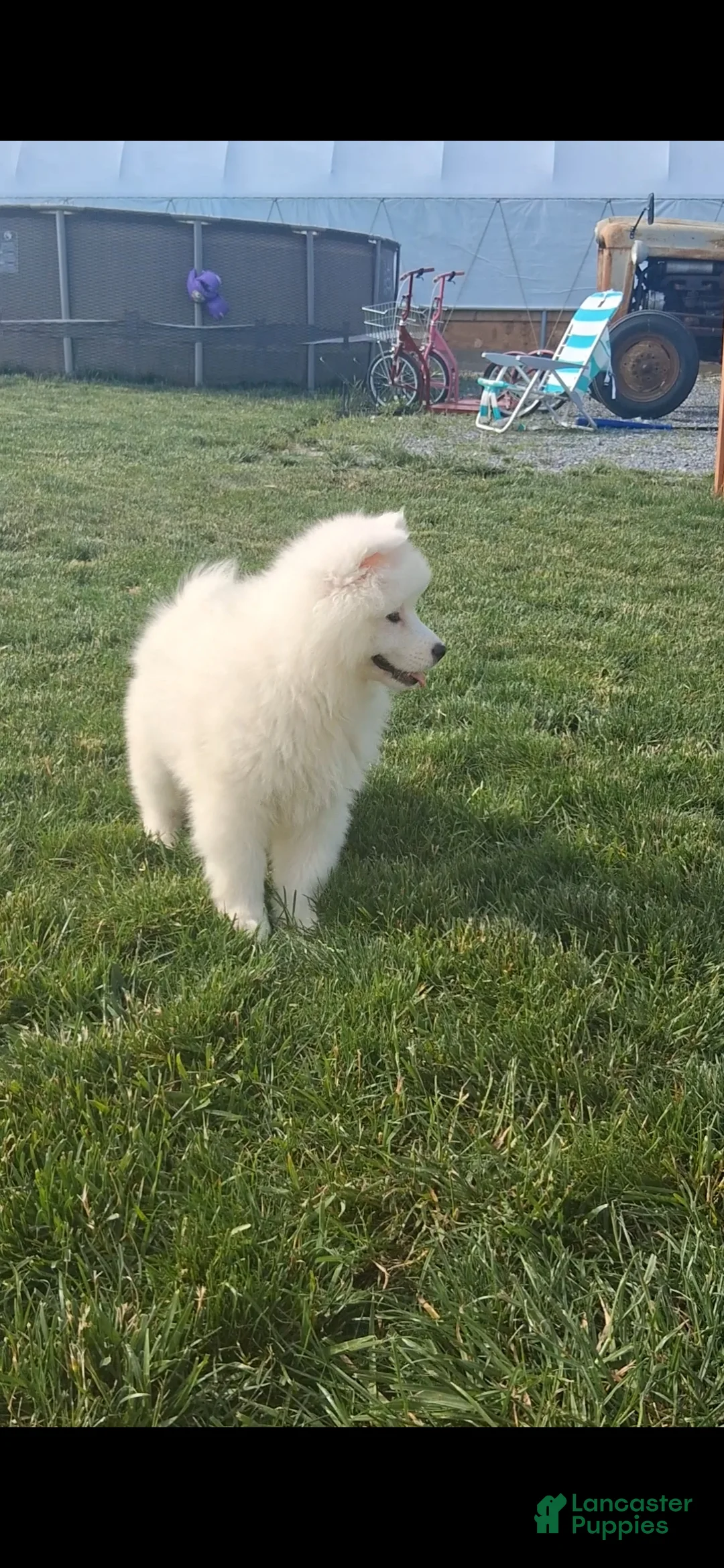 Samoyed dogs for sale: Serena - Ad 3