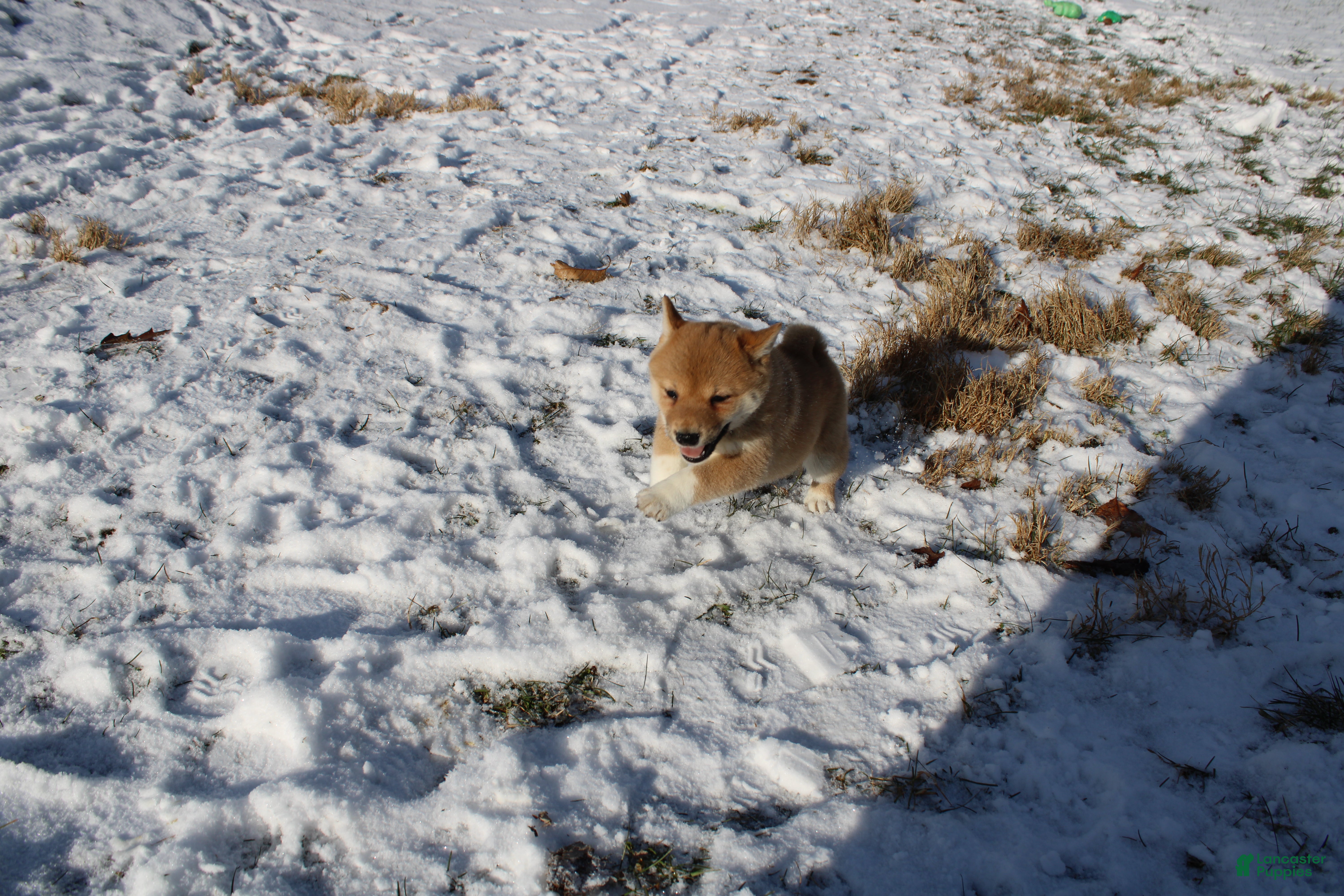 Shiba Inu dogs Tinsel - Ad 35