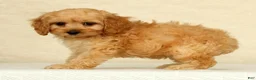 Cockapoo dogs for sale: Pumpkin - Ad 4