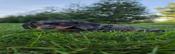 Miniature Dachshund dogs for sale: Waylon - Ad 4