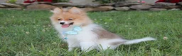 Pomeranian dogs for sale: Theo - Ad 5