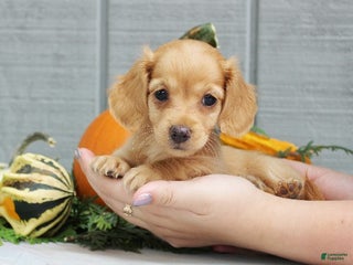 Dachshund dogs - Ad 7