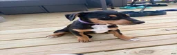 Mixed Breed dogs for sale: Freya - Ad 4