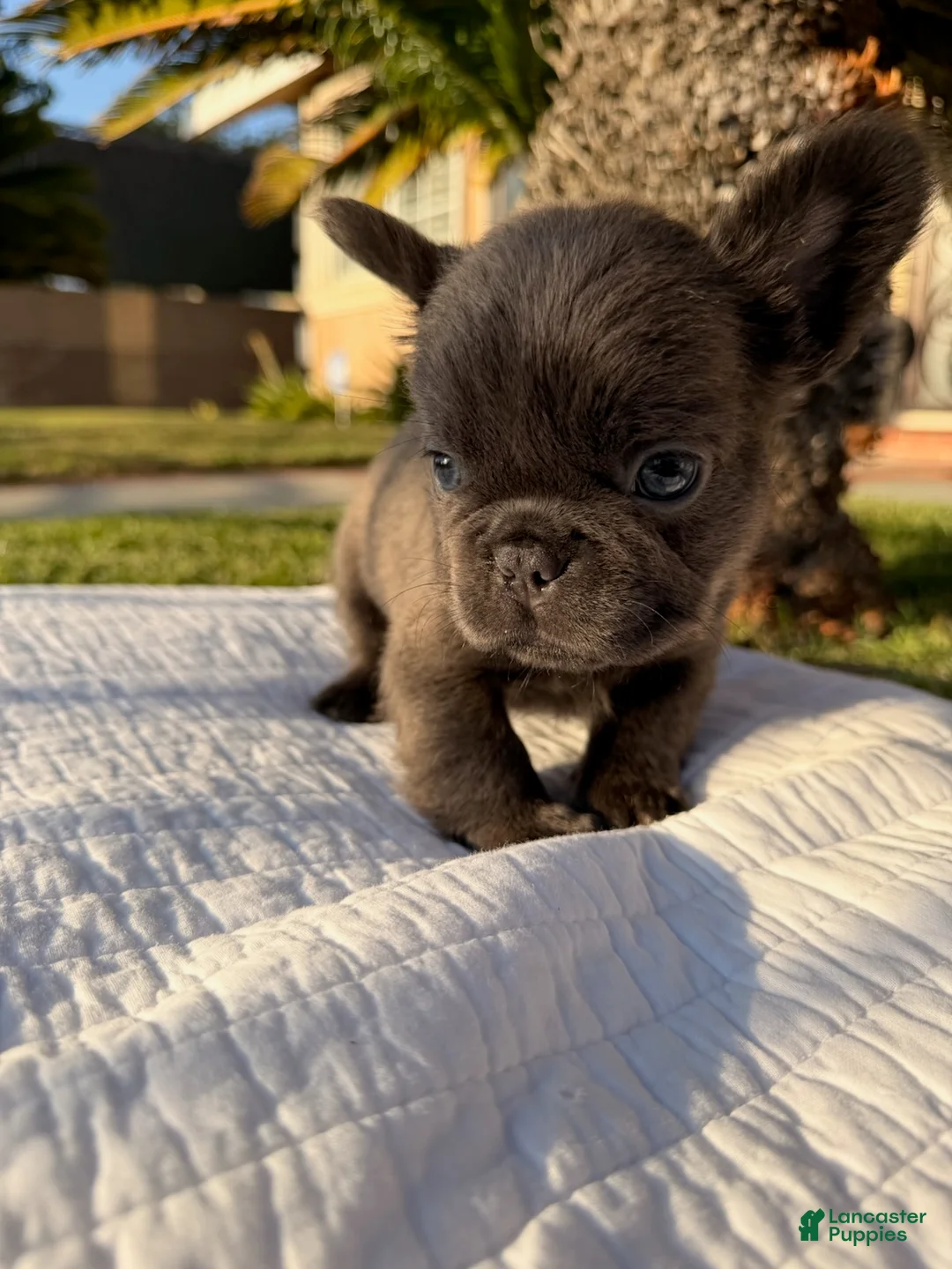 French Bulldog dogs for sale: Blackie - Ad 1