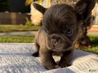 French Bulldog dogs for sale: Blackie - Ad 3
