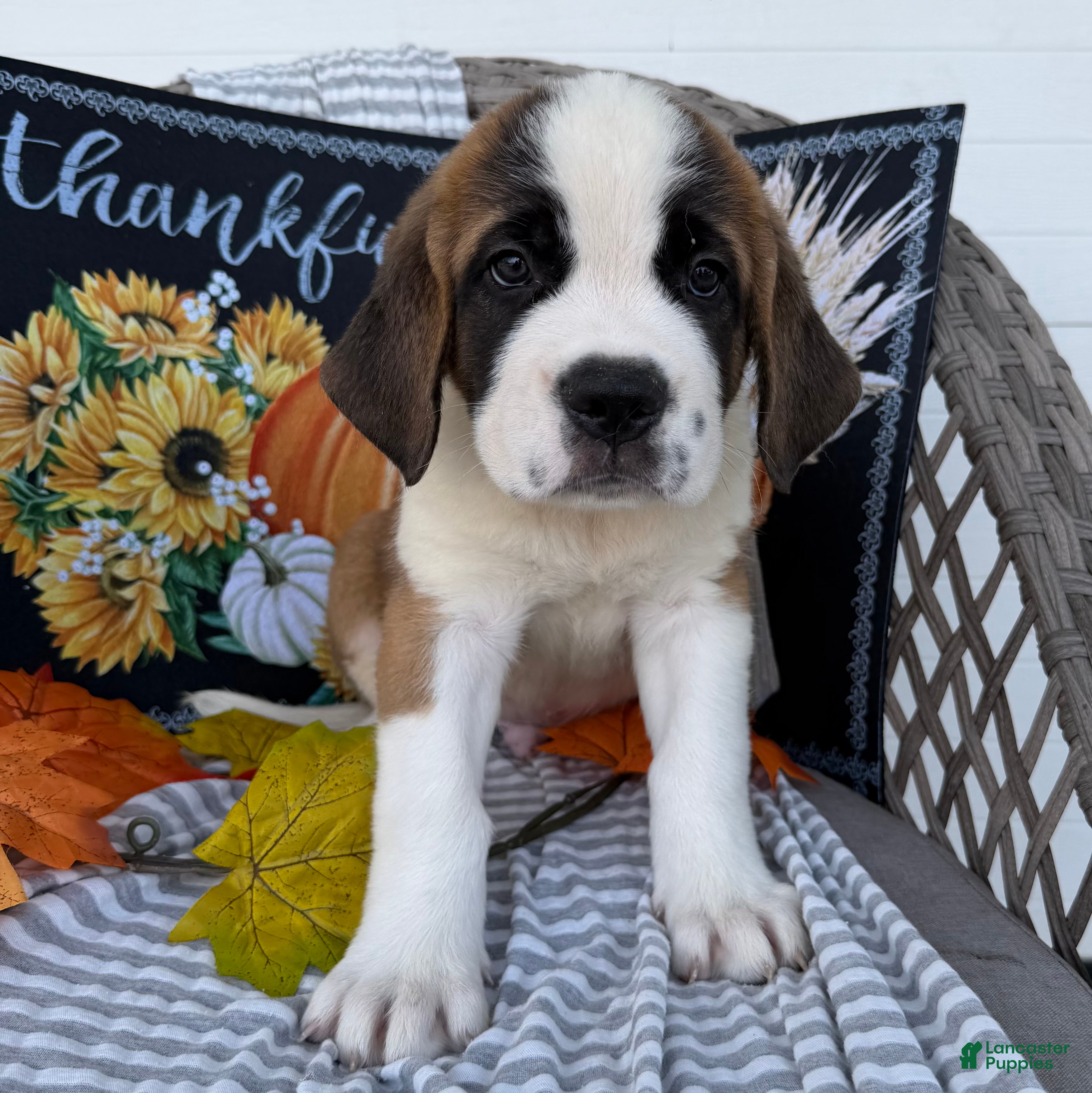 Saint Bernard dogs Axel - Ad 1
