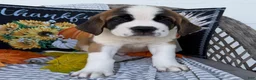 Saint Bernard dogs for sale: Axel - Ad 1