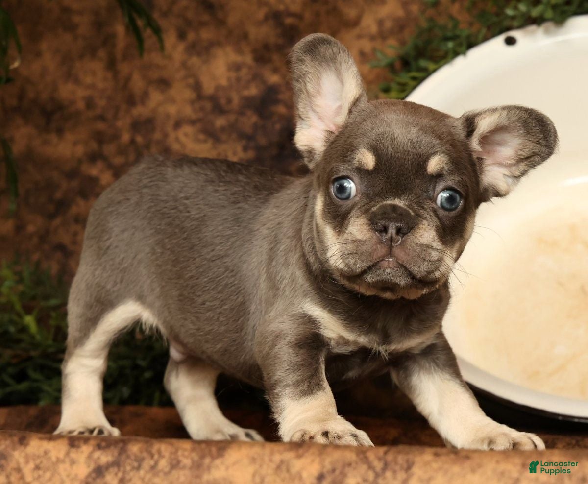 French Bulldog dogs for sale: Leo - Ad 35