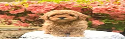 Cavapoo dogs for sale: Bella    - Ad 3