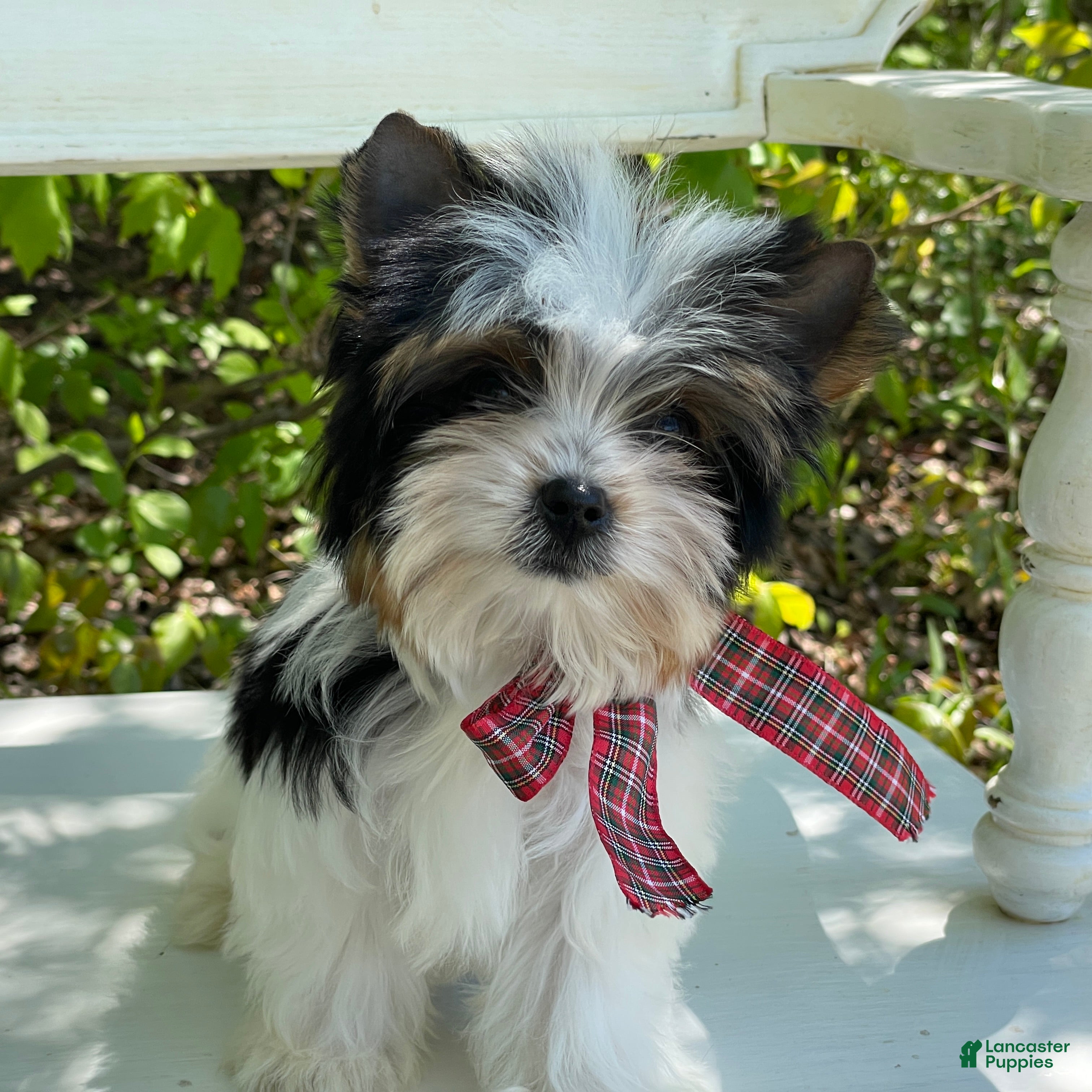 Biewer Terrier dogs Tiny Zac - Ad 2