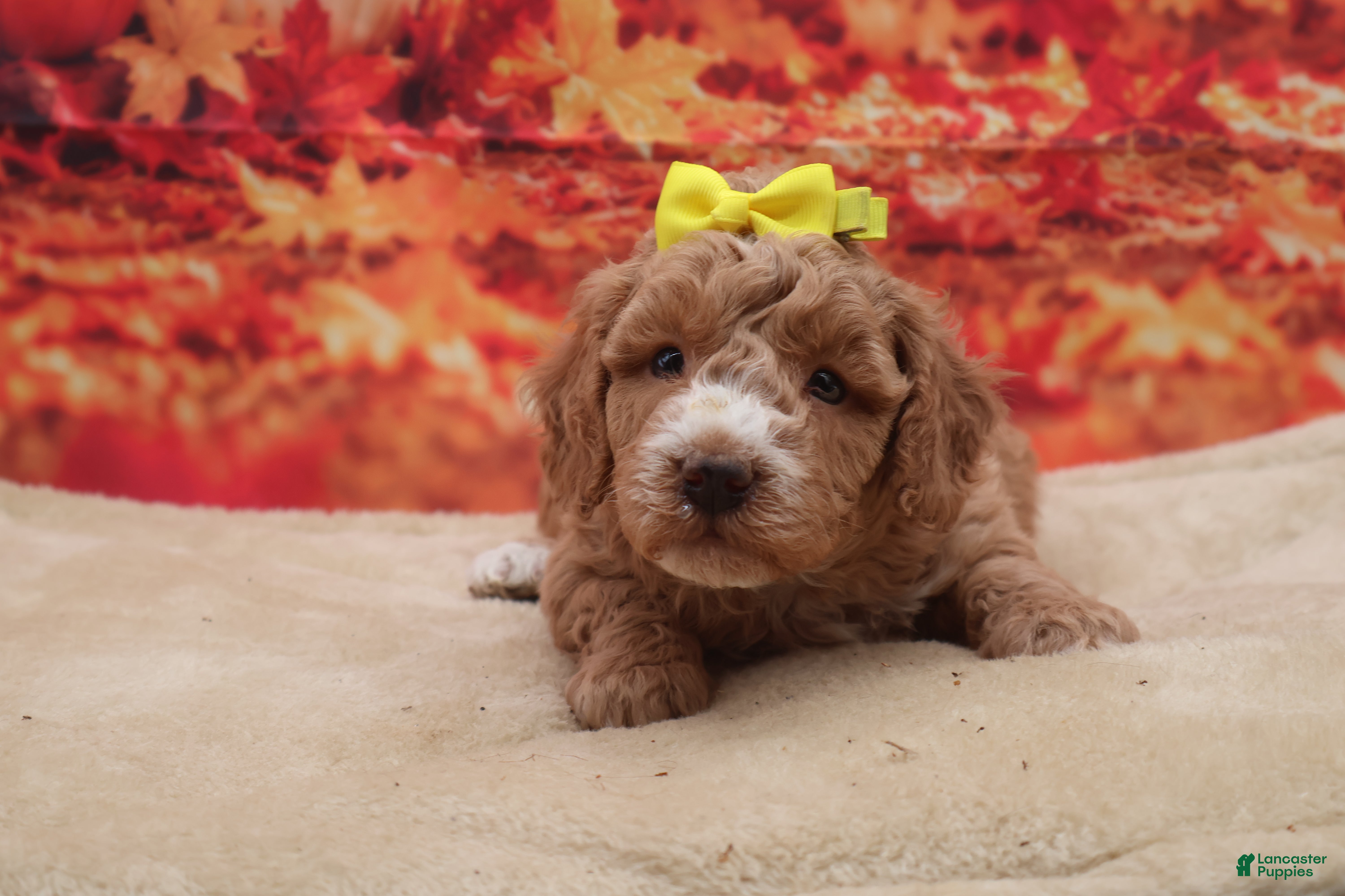 Miniature Poodle dogs for sale: Peaches - Ad 5