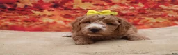 Miniature Poodle dogs for sale: Peaches - Ad 1