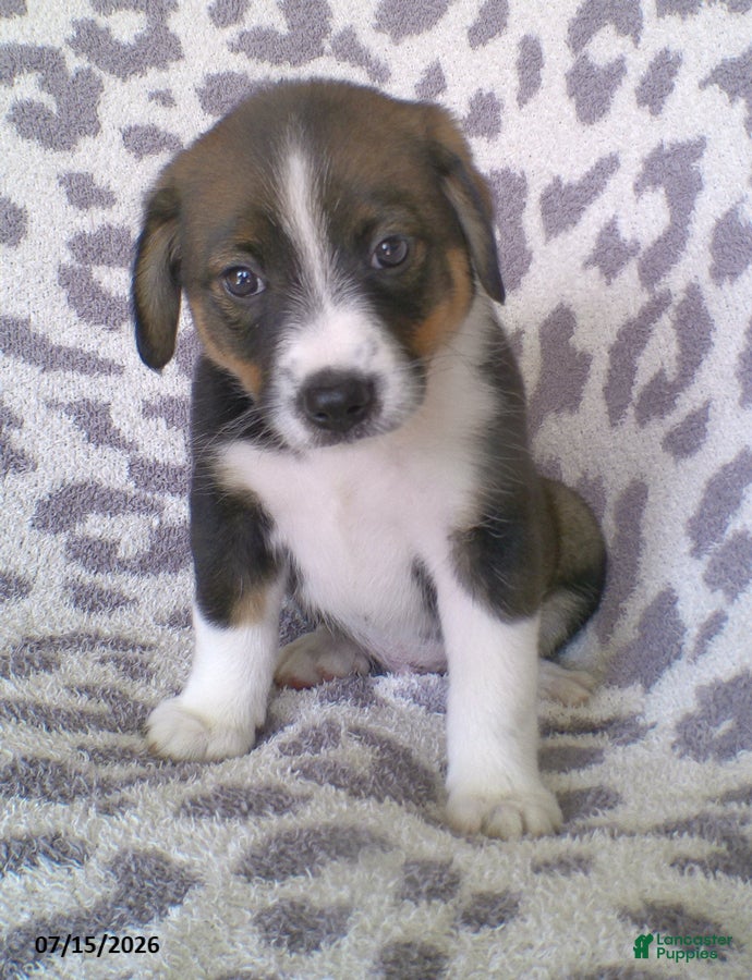 Miniature Australian Shepherd dogs Lincoln - Ad 1