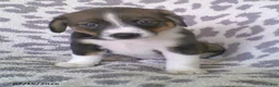 Miniature Australian Shepherd dogs for sale: Lincoln - Ad 1