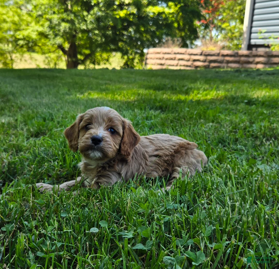 Cavapoo dogs for sale: Red - Ad 6