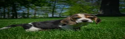 Beagle dogs for sale: Nash - Ad 3