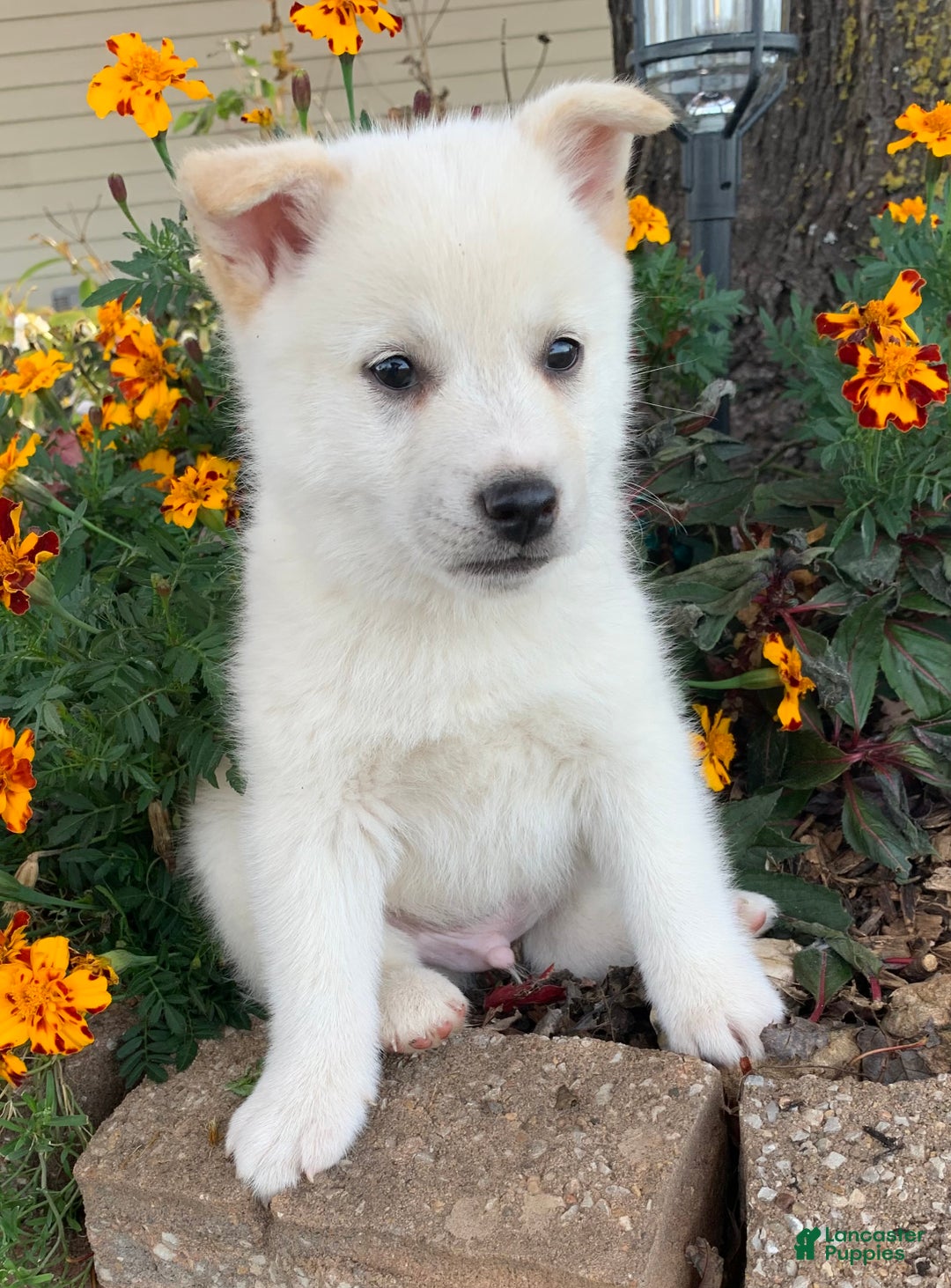 Alaskan Klee Kai dogs for sale: Fun Little Taz~! - Ad 7