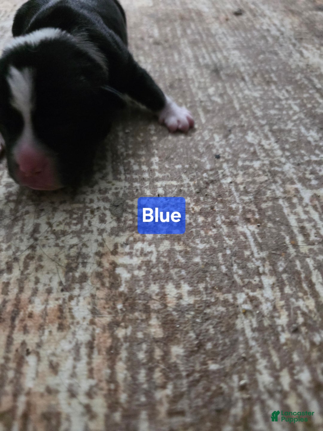 Mixed Breed dogs for sale: Blue - Ad 8